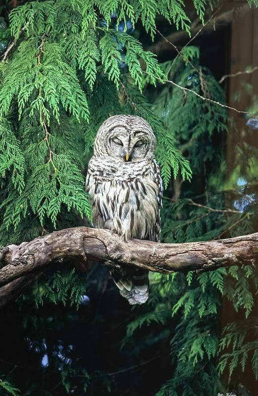Klein - Sleeping Barred Owl - 12x18" metal print