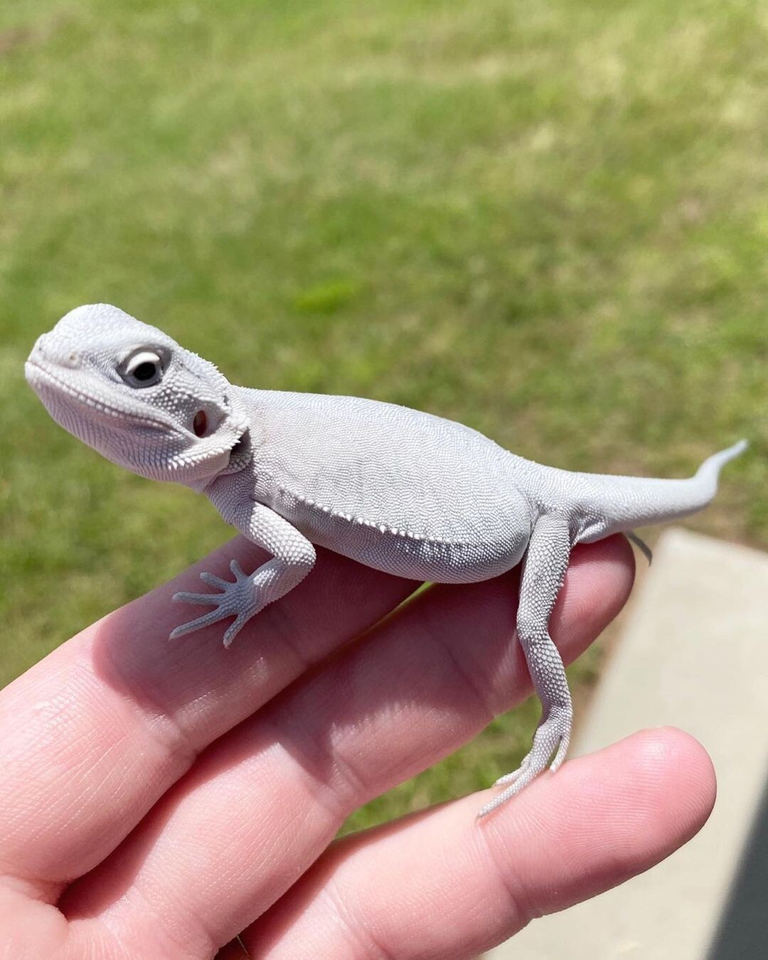 Hypo Zero Male bearded dragon