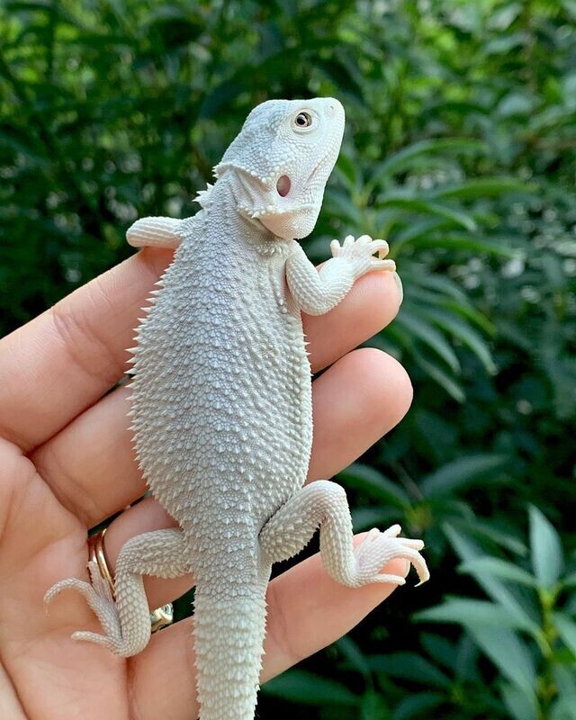 Adult Female Bearded Dragon
