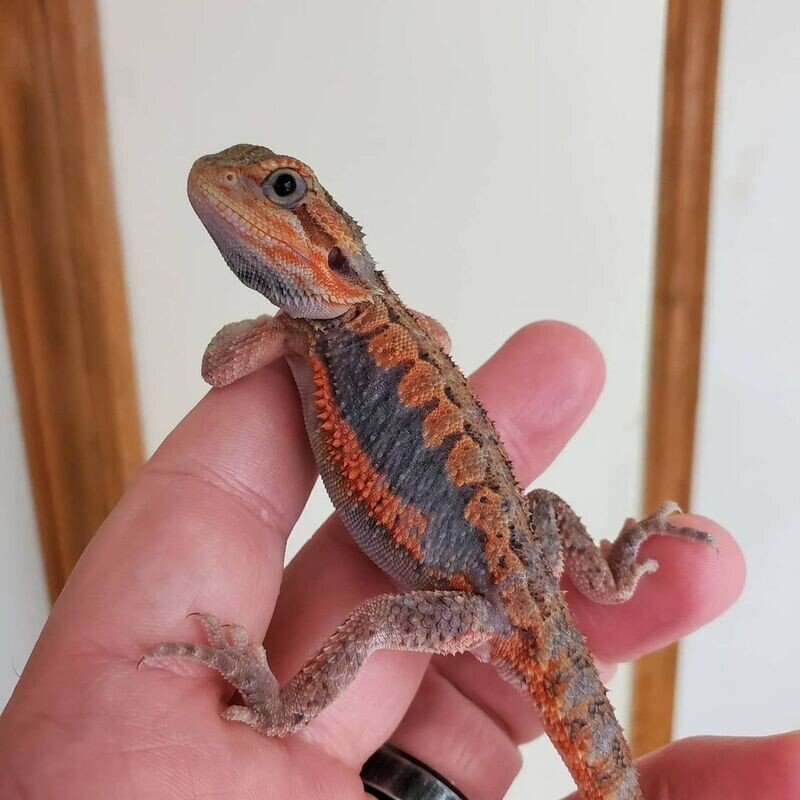 Paradox Male Bearded dragon (Juvenile)