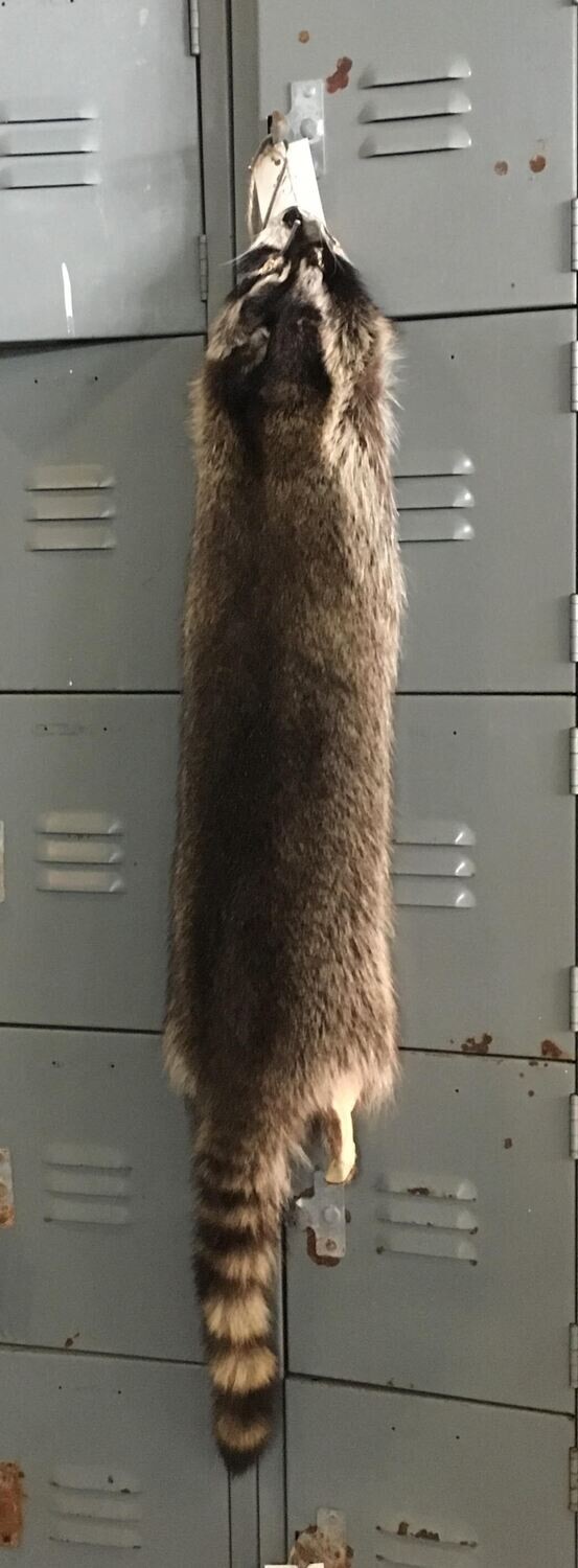 Raccoon Fur