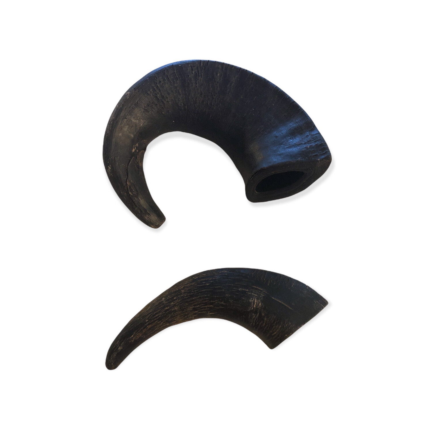 Buffalo Horn Medium