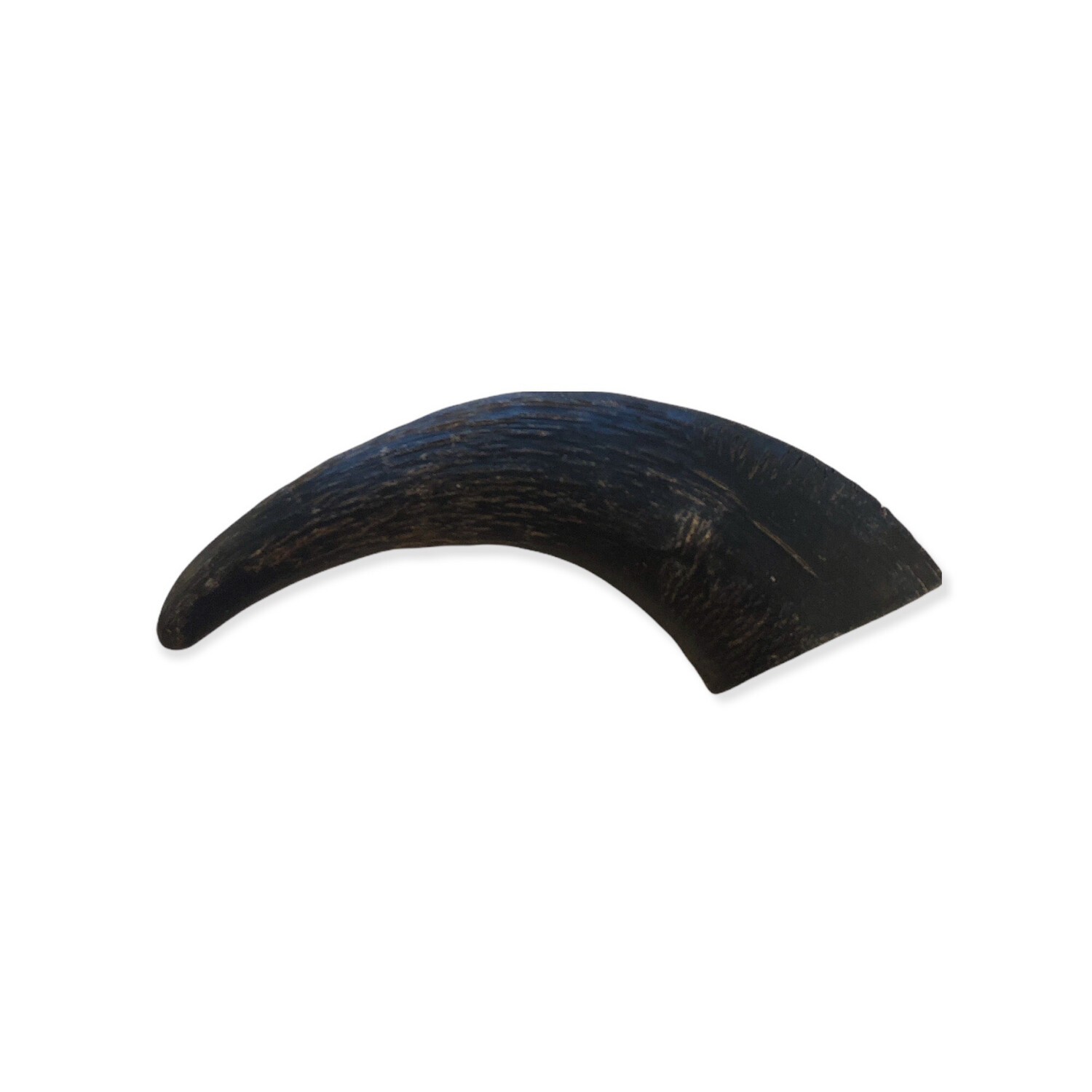 Small buffalo Horn
