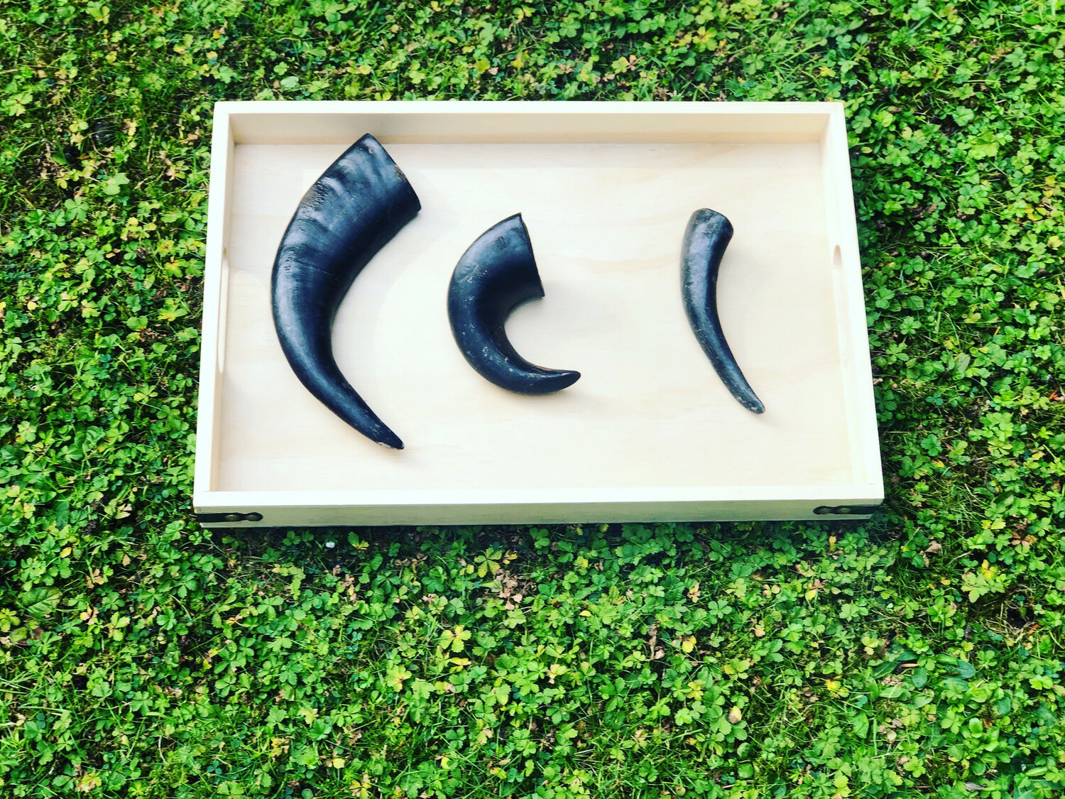 Buffalo horns Large