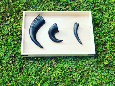 Buffalo horns Large