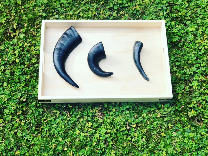 Buffalo horns Large