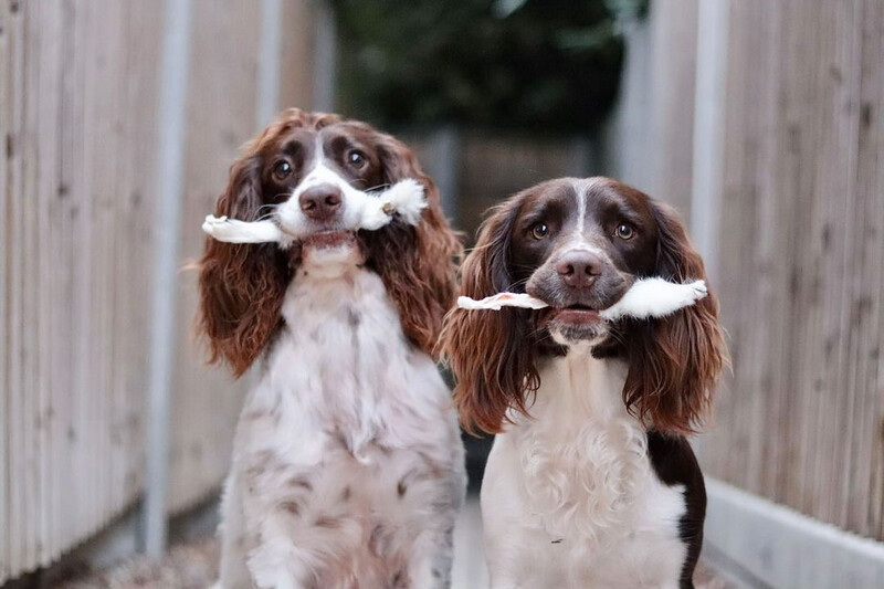10 Hairy Rabbit Ears Treat Bag!