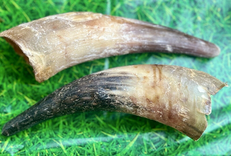 Giant Cow Horn