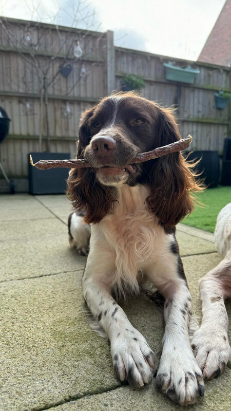 Jumbo Hot Dogs