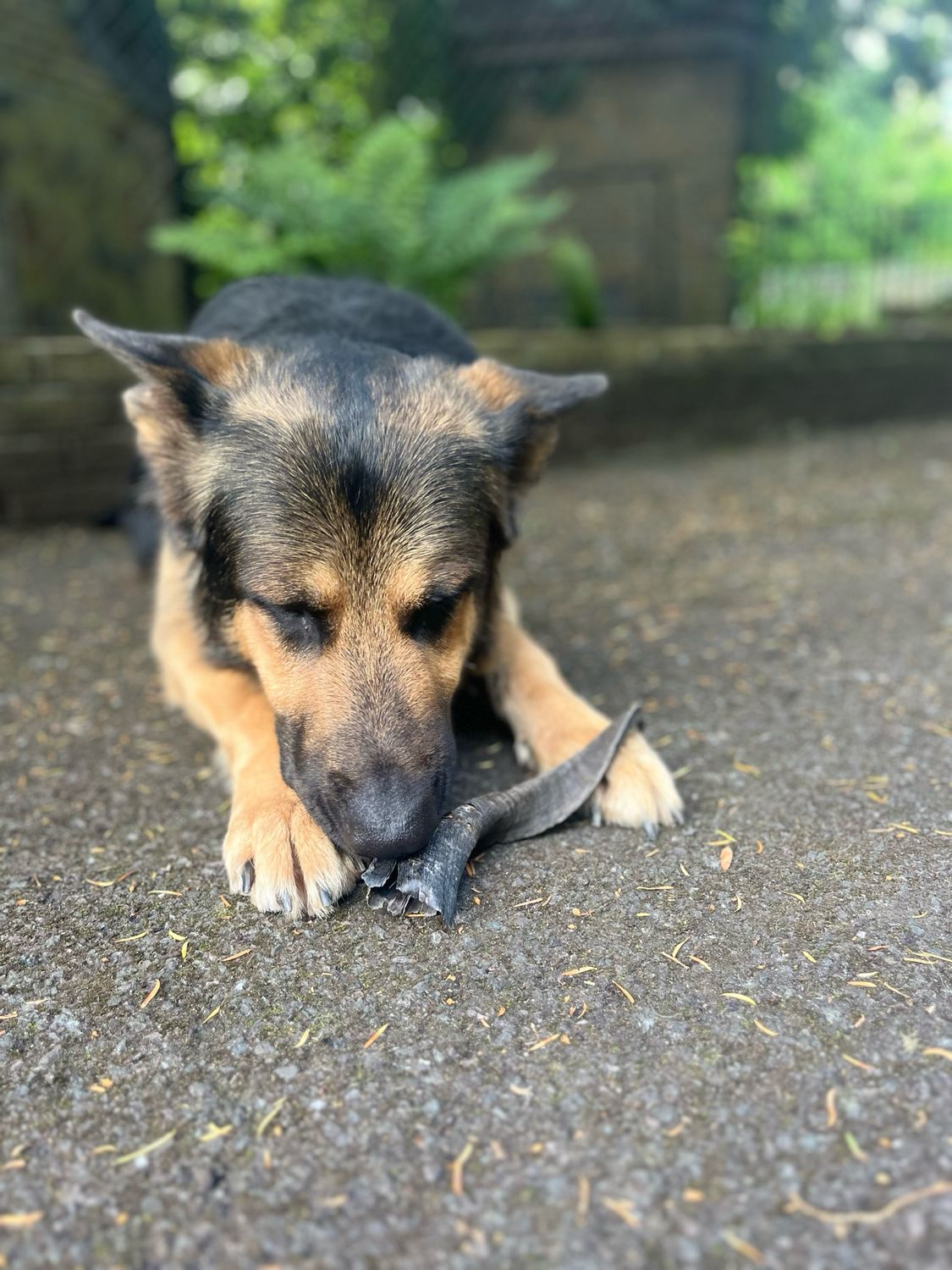 Large goat horn