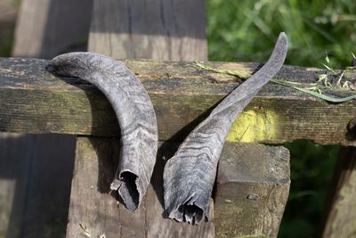 Goat Horn