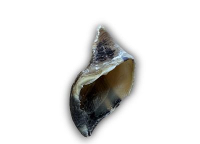 Empty Hoof
