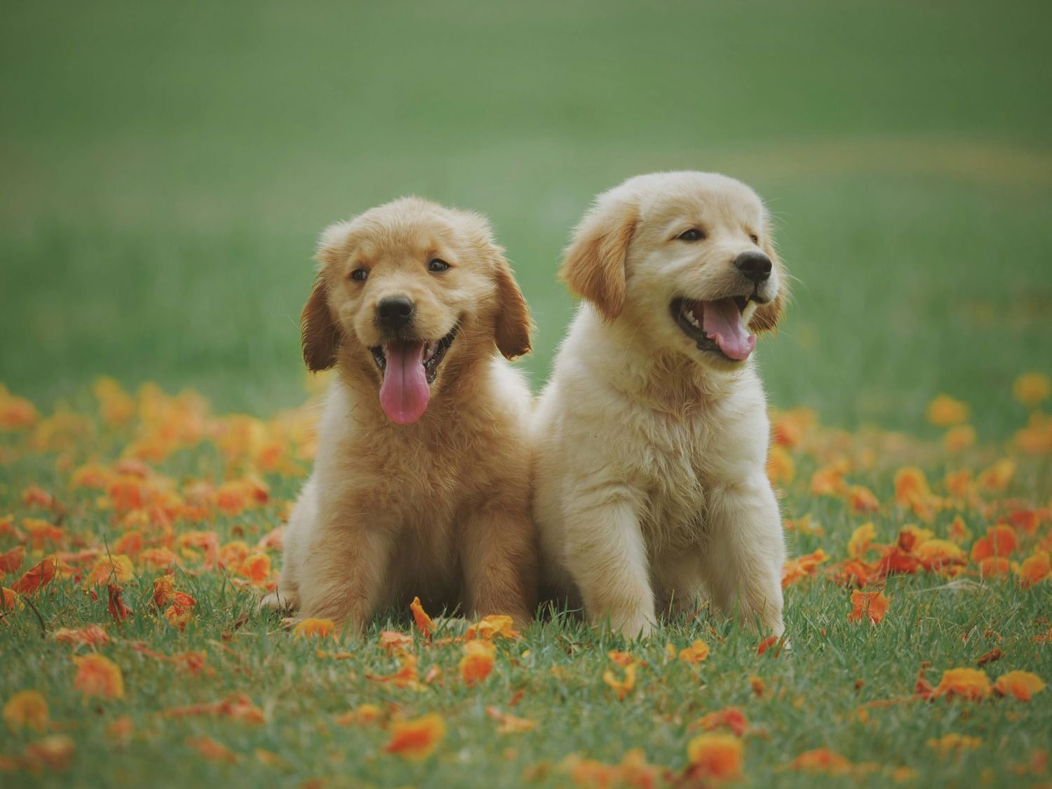Puppy Subscription box