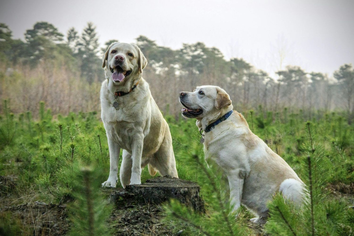 Multi Dog subscription box