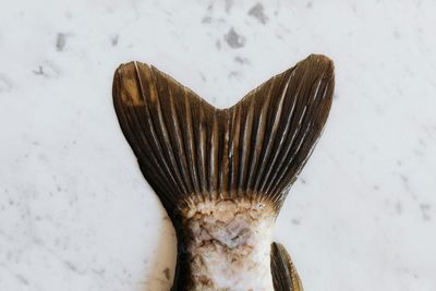 Fishy treats
