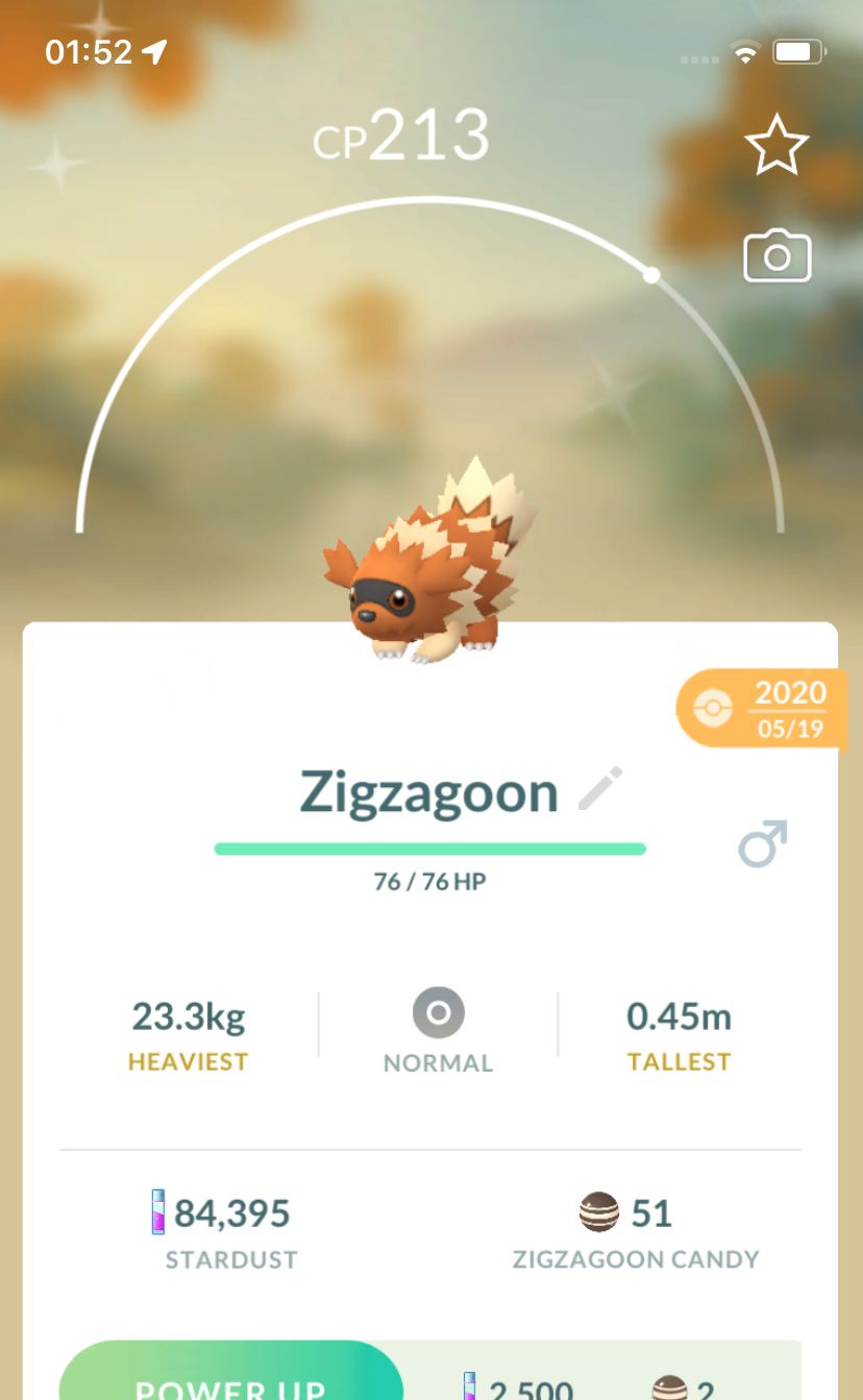 Shiny Zigzagoon 2020 Trade (Guaranteed Lucky) - Pokemon GO Trade