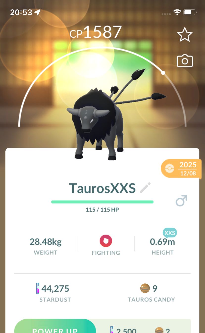Paldean Tauros Combat Breed Trade (XXS Height) - Pokemon GO Trade