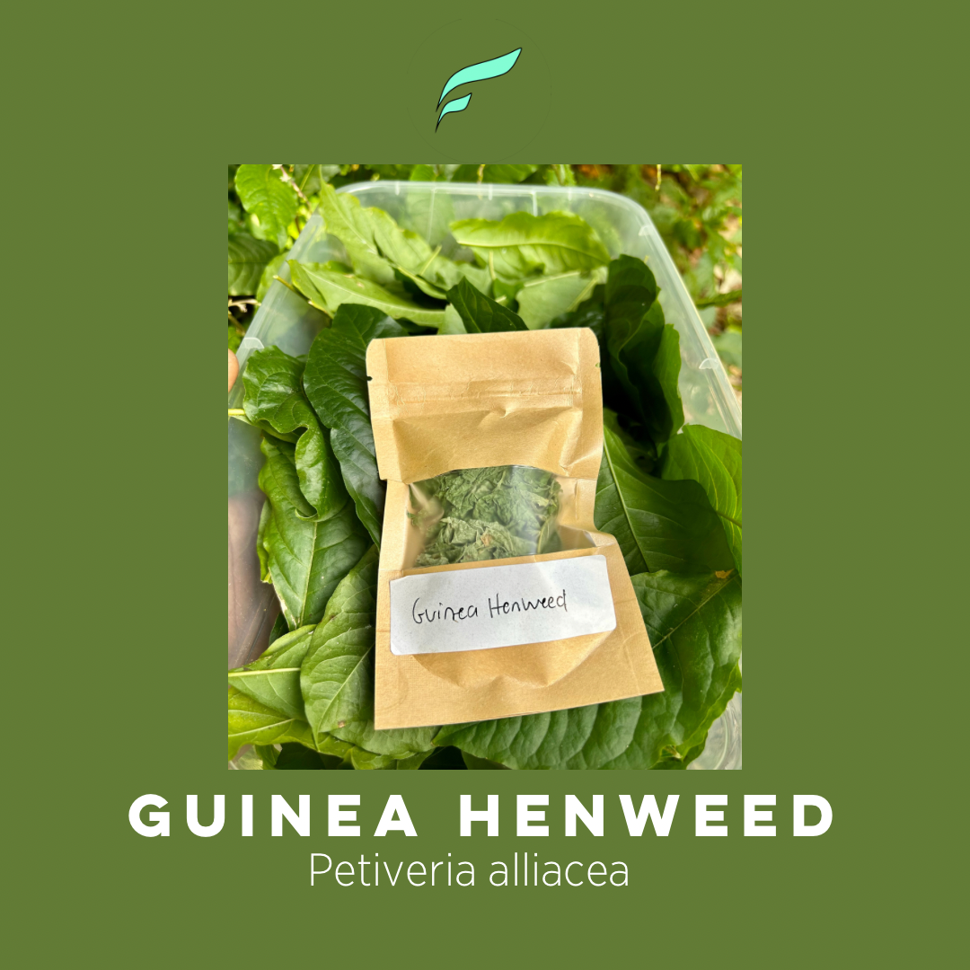 Guinea Henweed (Petiveria alliacea)  or Avé