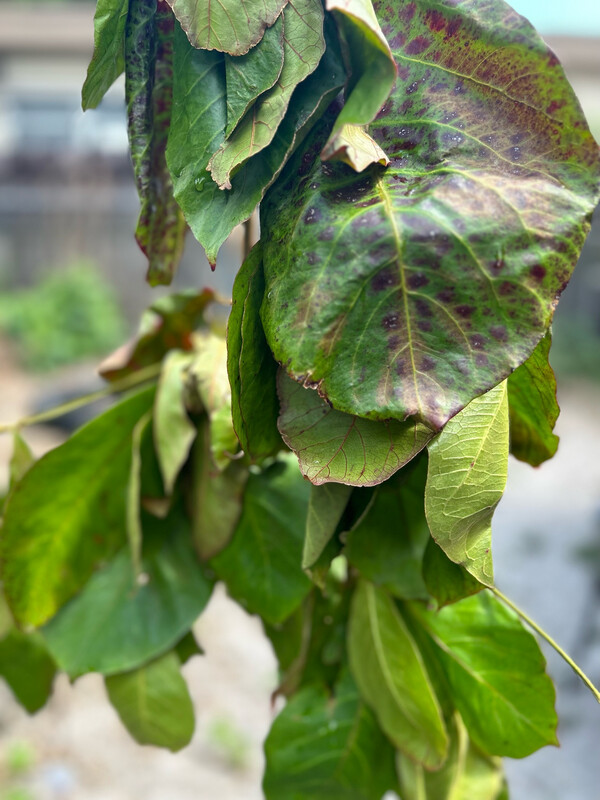 Organic Indian Almond Leaves Organic Indian Almond Leaves