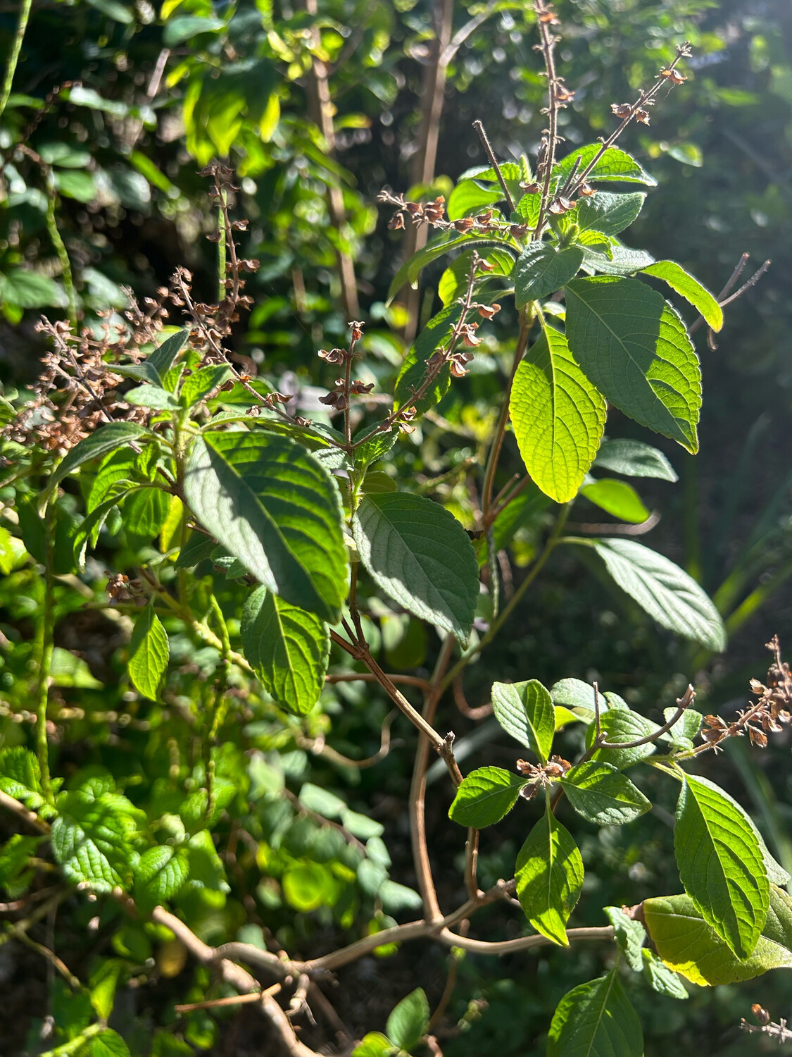 Gas-Ease Tea: Infused with Holy Basil and Oregano for Natural Digestive Relief Gas-Ease Tea: Infused with Holy Basil and Oregano for Natural Digestive Relief