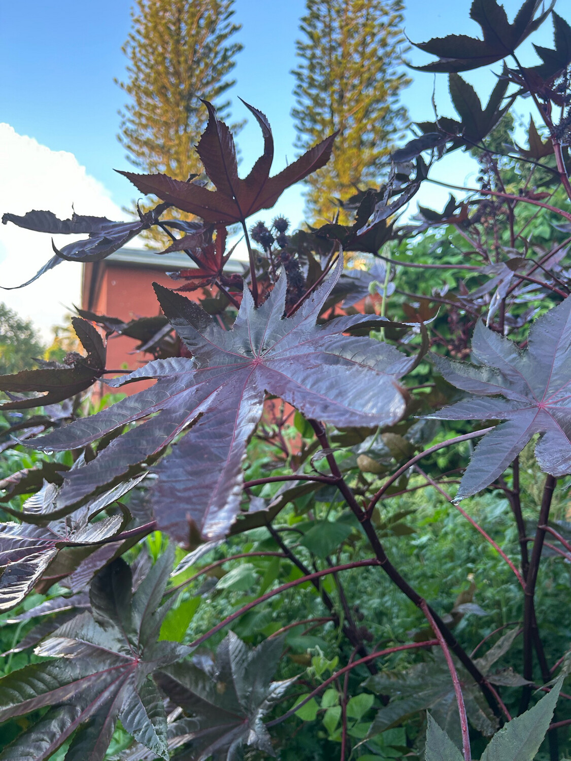 Castor Leaves