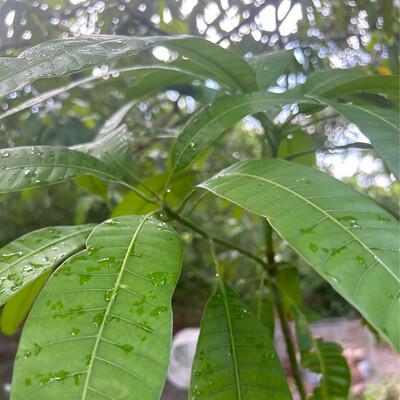 Mango Leaves