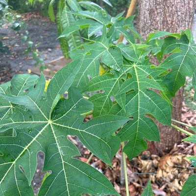 Papaya leaves