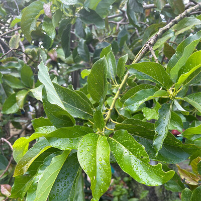 Avocado leaves For High cholesterol