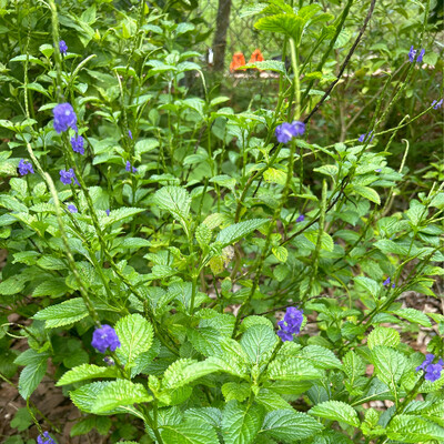 Vervain
