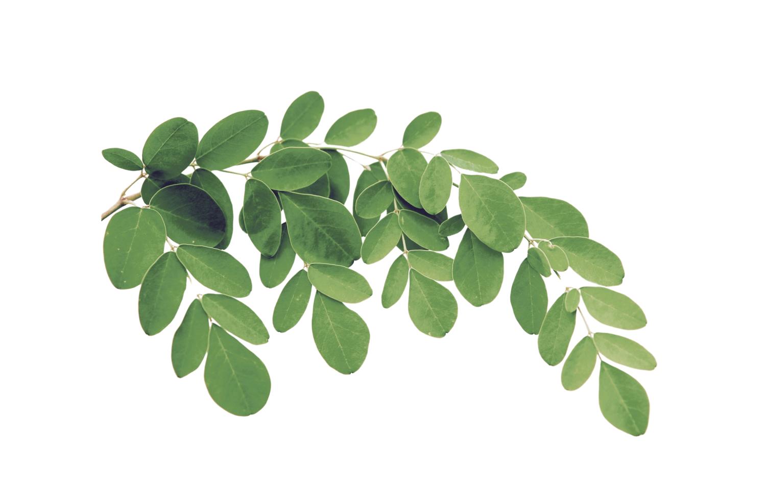 Moringa Leaves