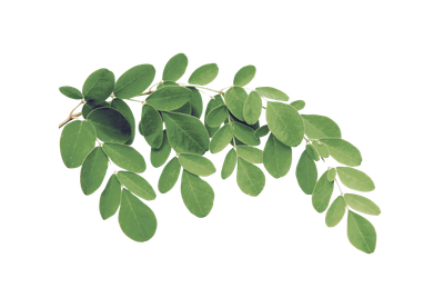 Moringa Leaves