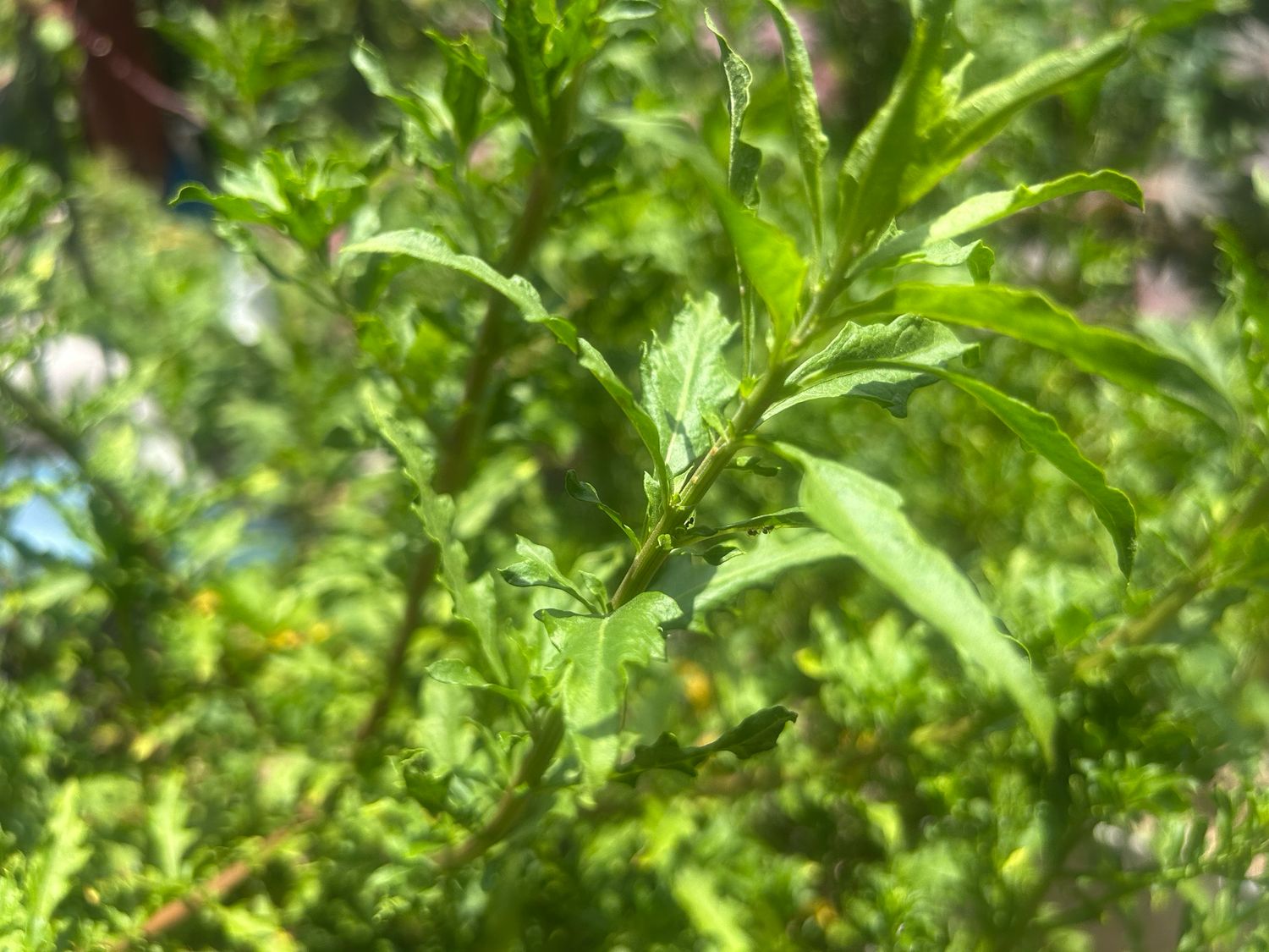 Mexican Tea (Epazote/Chimen Kontra) Parasite Cleanser