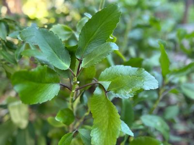 Miracle leaf (Fresh)