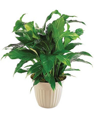 Plants