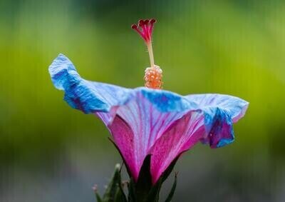 Dulcie &amp; the Hibiscus Fairy Watercolour