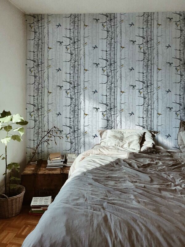 Birch trees Grey
