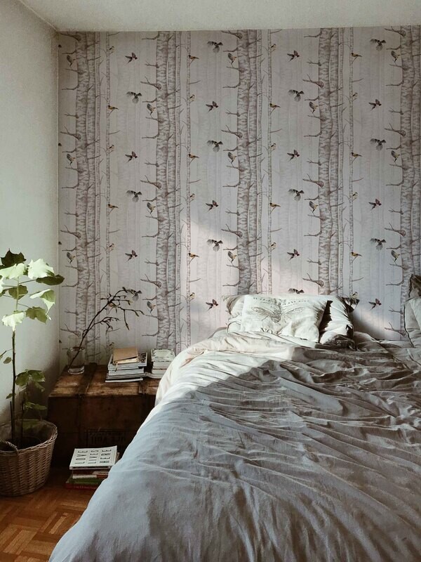Birch trees Pink