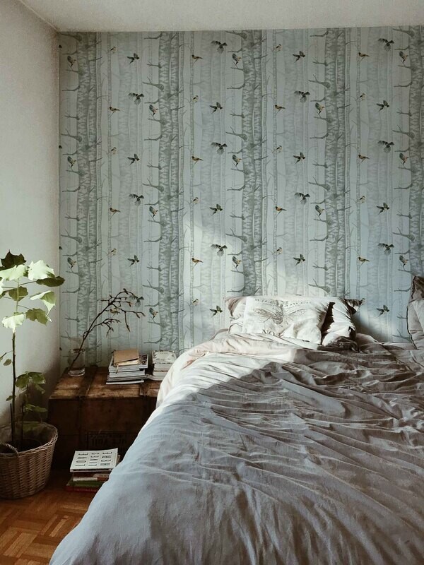 Birch trees Silvester
