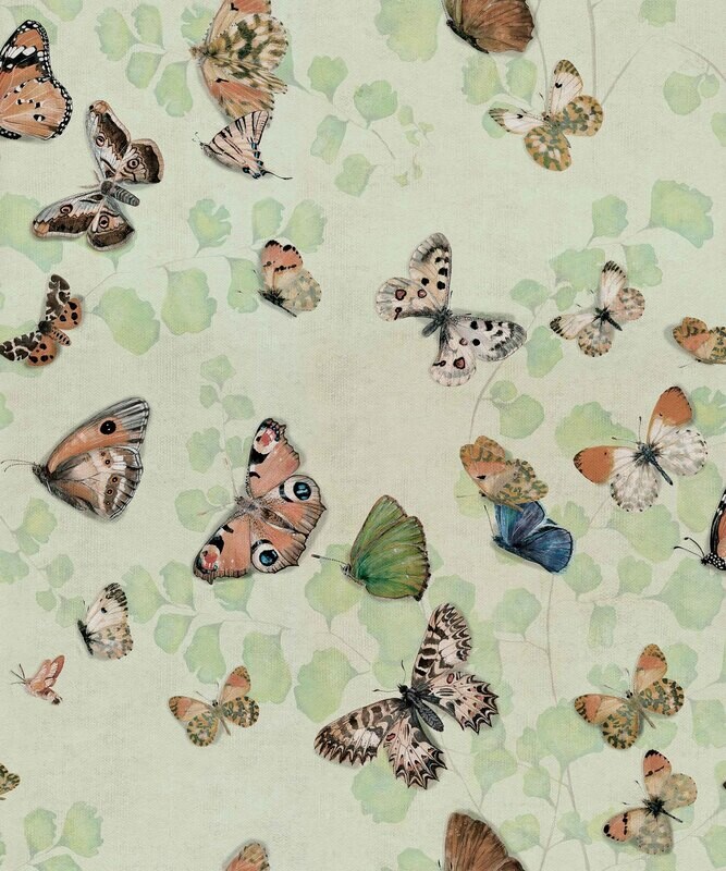 Magic butterflies Maca