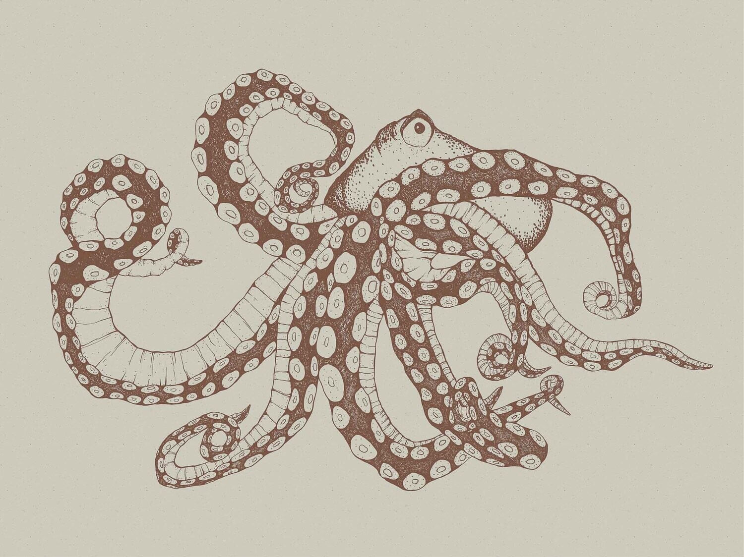 Octopus XRay Papirus
