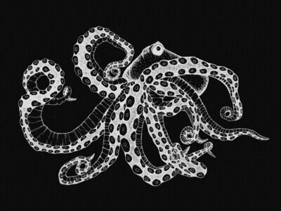 Octopus XRay Black