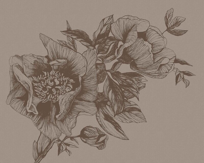 Giant Peonies Cacao