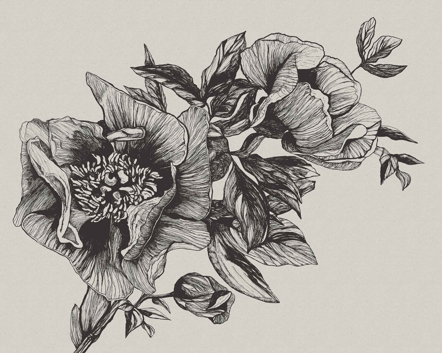 Giant Peonies Ink
