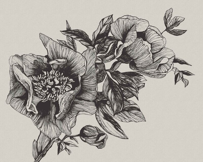 Giant Peonies Ink