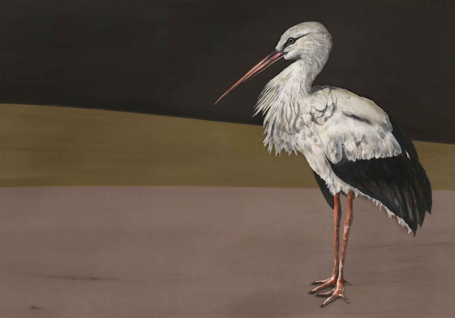 Stork Mother Black