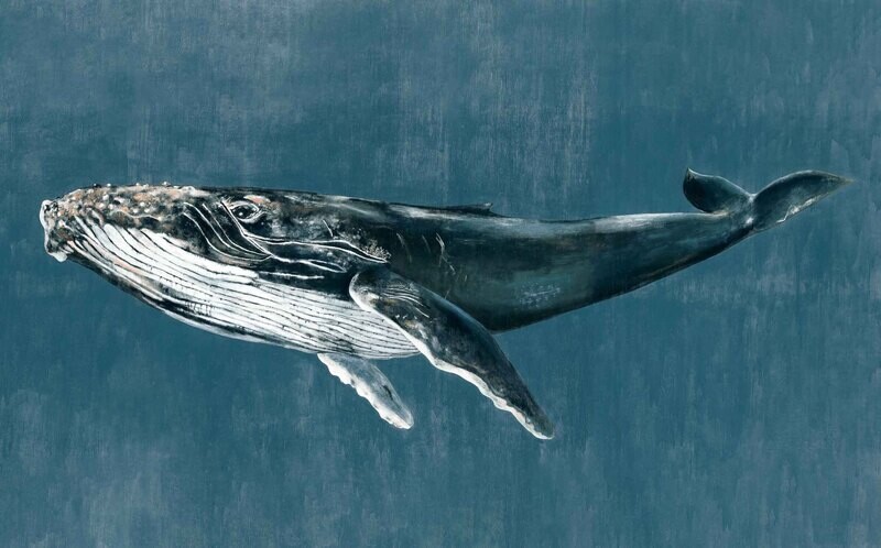 Humpback Whale Vintage