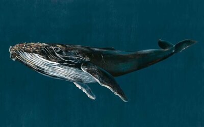 Humpback Whale Ocean