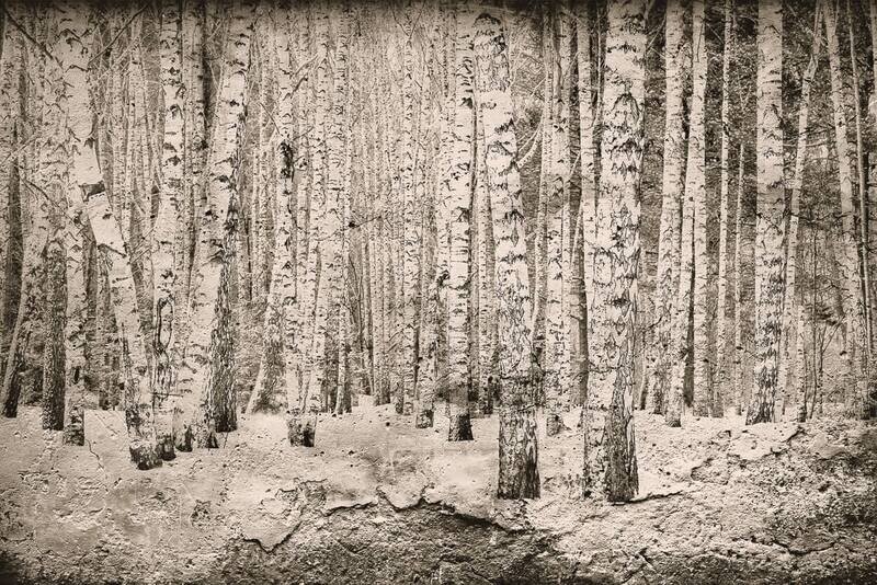 Broken forest Sepia