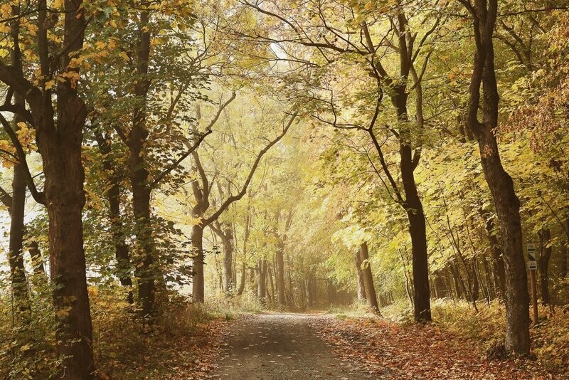 Woods october path