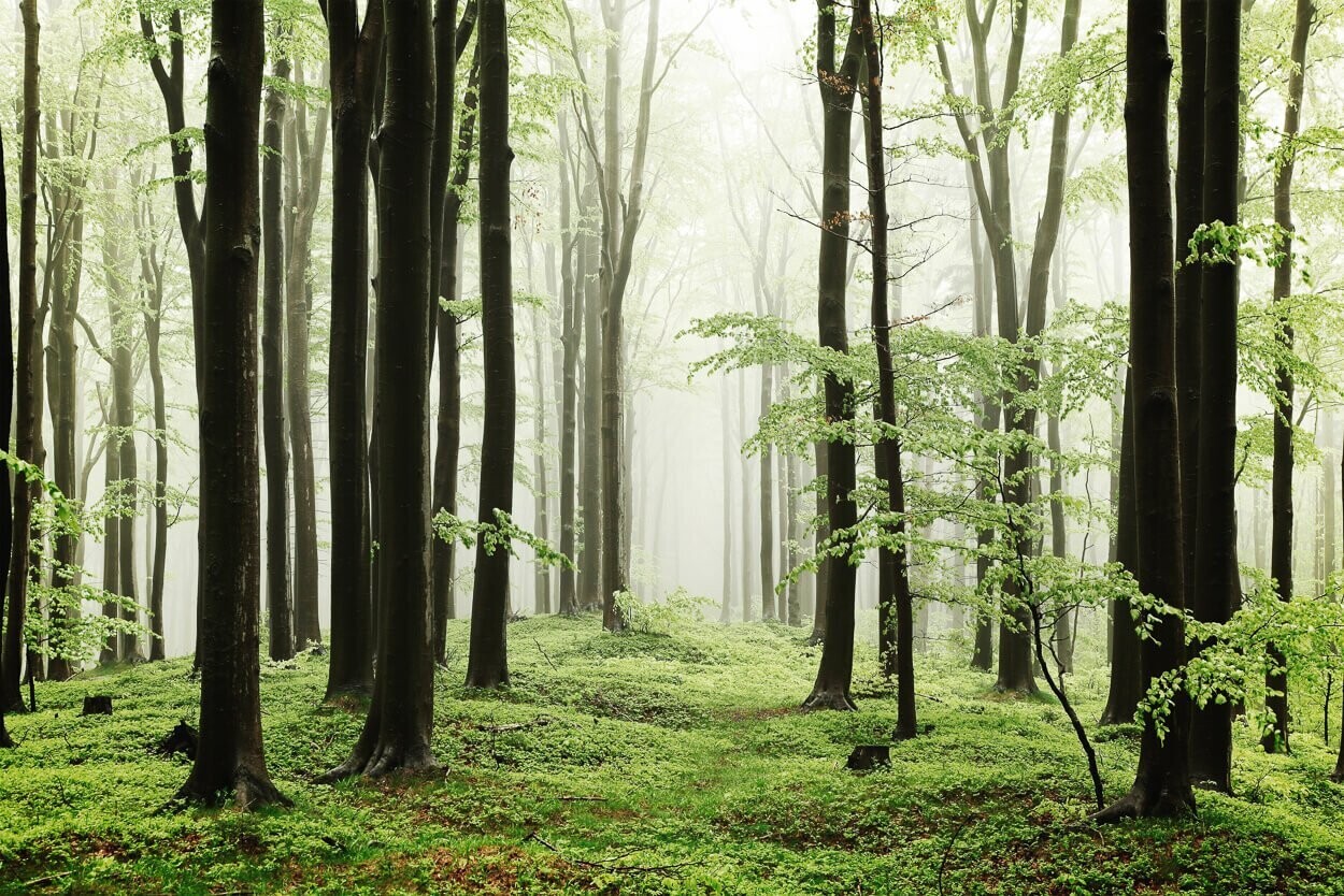 Woods summer path